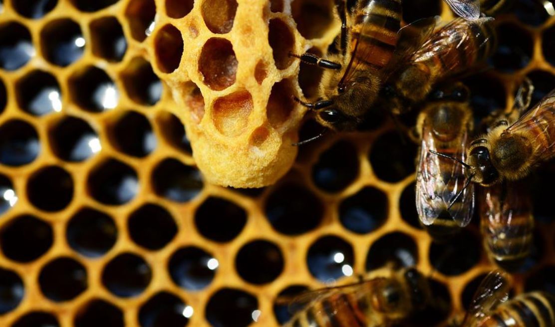 včely a med